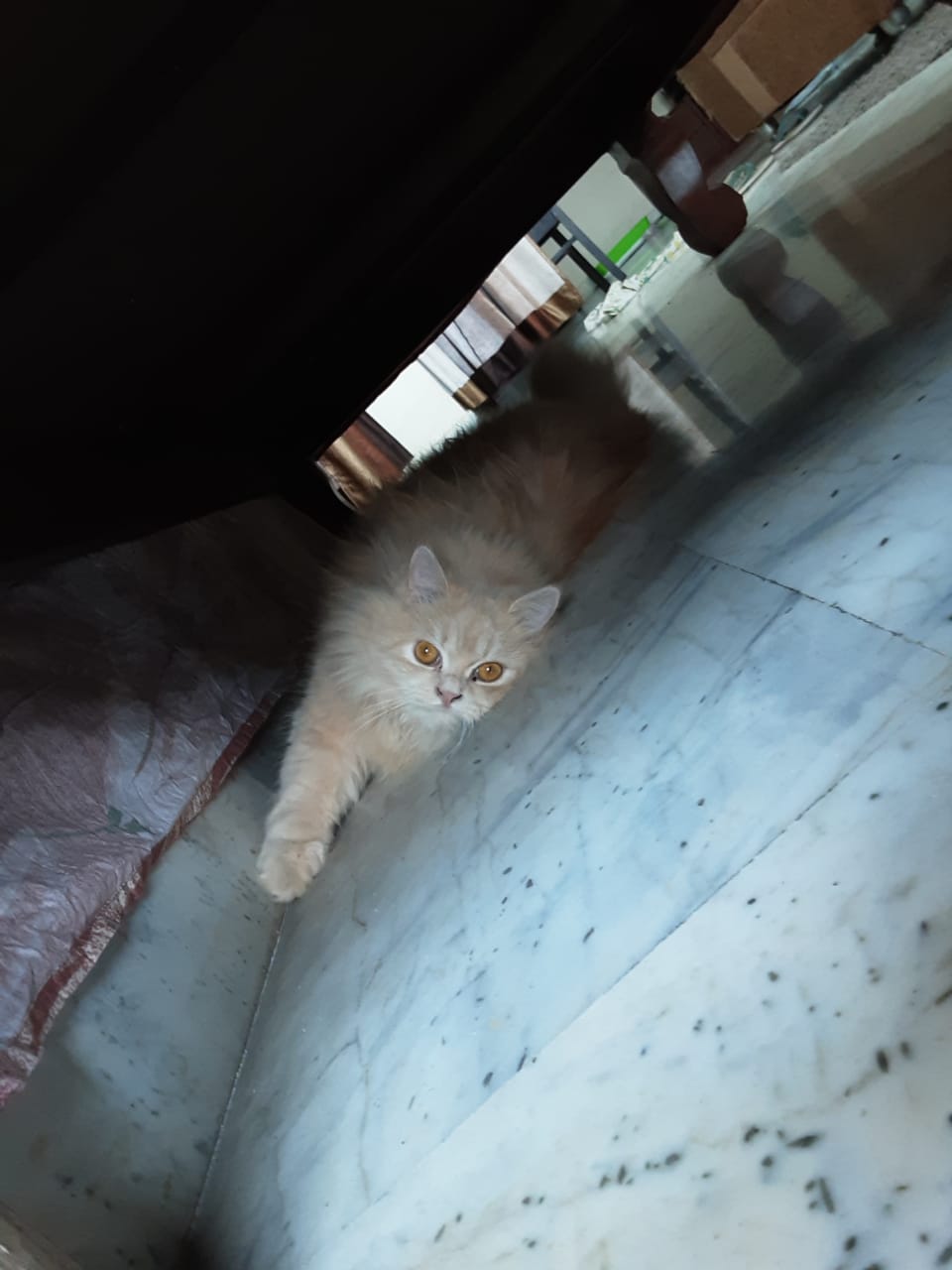 Pet image – gallery view